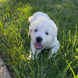 Boy 2 - Light golden Golden Retriever puppy in Shingle Springs, California from Golden State Goldens