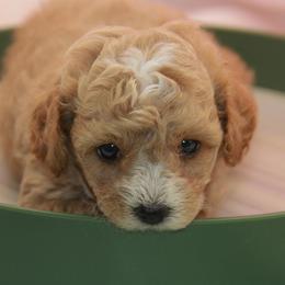 Australian Shepherd, Goldendoodle, and Poodle Puppies from 5AFarms