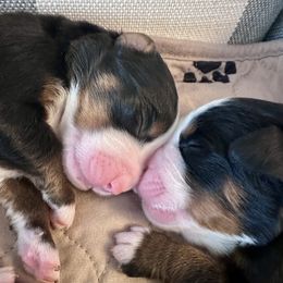 Bernese Mountain Dog Puppies from Red Bridge Berners