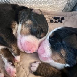 Bernese Mountain Dog Puppies from Red Bridge Berners