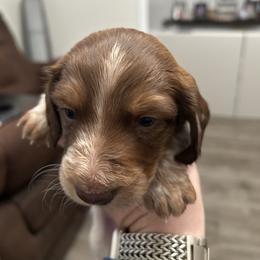 Will - Piebald male Dachshund puppy in Dorchester, Texas from Texas Mini Dachs