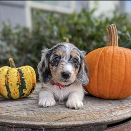 S'mores - Dapple female Dachshund puppy in Lebanon, Tennessee from TH&R Miniature Dachshunds