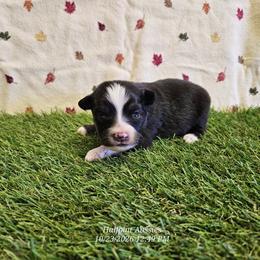 Cookie - Black tri female Toy Australian Shepherd puppy in Snowflake, Arizona from Halfpint Aussies