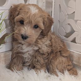 Astra - Gold female Havapoo puppy in Burlington, Iowa from River View Puppies