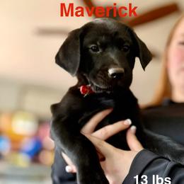 Maverick Red collar, Male - Black male Labrador Retriever puppy in Moore, Oklahoma from Okiehuntinboyz Labrador Retrievers