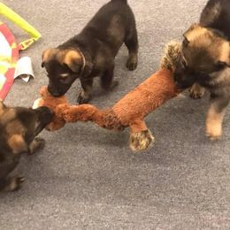 German Shepherd Puppies from Zobelhund German Shepherds