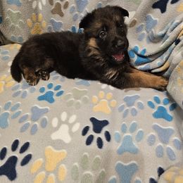 German Shepherd Puppies from Vom Schönen Hera German Shepherds