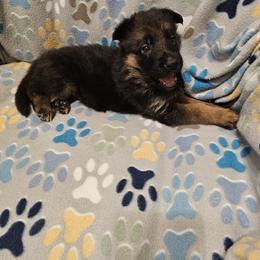 German Shepherd Puppies from Vom Schönen Hera German Shepherds