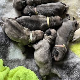 Pug Puppies from Pugalittlefoot