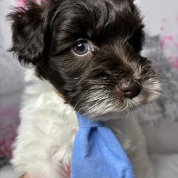 Milan - Parti male Miniature Schnauzer puppy in St. Cloud, Florida from Koki’s Paws Legacy