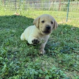 Green - Yellow male Labrador Retriever puppy in Derby, Kansas from Wheatland Retrievers
