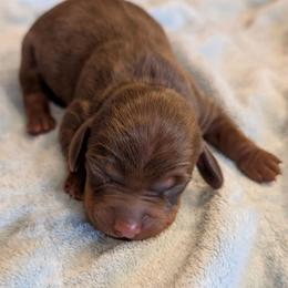 Teddy - Chocolate and tan male Dachshund puppy in Marshall, Texas from Wilson's Kennels