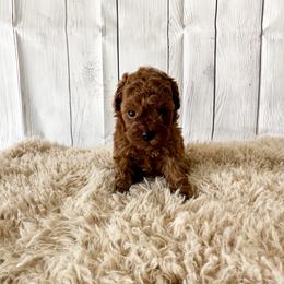 Mochi (AKC) - Red  female Poodle puppy in Riverside, California from Red Toy Poodle World