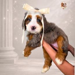 Essence - Merle female Bernedoodle puppy in Canton, Georgia from Teddy Puppies
