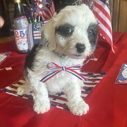 John, 6 weeks old - Black and white male Sheepadoodle puppy in Crawford, Colorado from Saddle Mountain Doodles