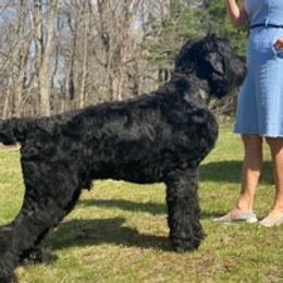 ZEUS - Black Russian Terrier