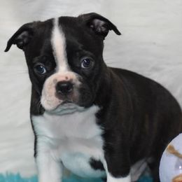 Boston Terriers, French Bulldogs, Golden Retrievers, Labrador Retrievers, and Pembroke Welsh Corgis from Trigger Time Kennels