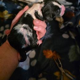 Girl 4 - Black and white female Basset Hound puppy in Princeton, Minnesota from Blissful Basset Hounds