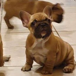 French Bulldogs from Genovese Frenchies