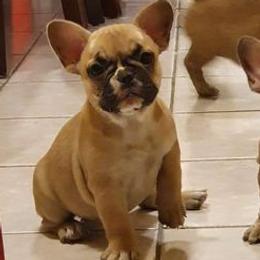 French Bulldogs from Genovese Frenchies