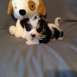 Biewer Terrier Puppies from Licks and Wags