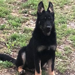 German Shepherds from Jacqulyn Taylor