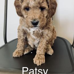 Goldendoodle Puppies from Martin’s Doodles