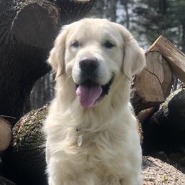 Ruze - Golden Retriever