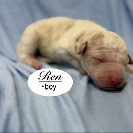 Ren - Parti male Goldendoodle puppy in Jackson, Mississippi from T.M. Poodles & Doodles