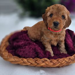 Pink Collar - Red  female Goldendoodle puppy in Archbold, Ohio from Wurster's Mini Wee Doodles