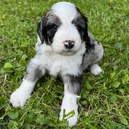 Chevy - Blue merle male Aussiedoodle puppy in Churchville, New York from Bluebird Family Farm