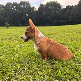Green Collar - Red male Pembroke Welsh Corgi puppy in Boaz, Alabama from Brumblow’s Kennel