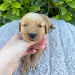 Cream Collar Girl - Golden female Golden Retriever puppy in Salt Lake City, Utah from Deseret Peak Goldens