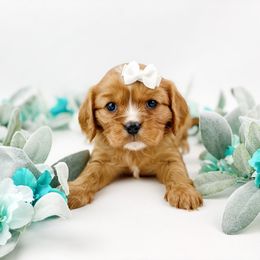 Cavalier King Charles Spaniel, Cavapoo, and Poodle Puppies from Red Skye Puppies
