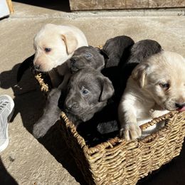 Dilute Retriever and Labrador Retriever Puppies from B and B Riverbottom Kennel