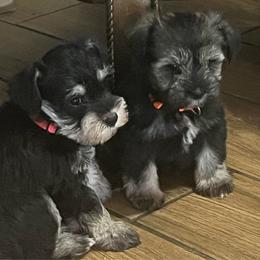 Cheyenne - Black female Miniature Schnauzer puppy in Carriere, Mississippi from Sassy Schnauzers
