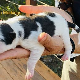 Boy 3 - male Border Collie puppy in Medford, Oregon from Pioneer Valley Border Collies