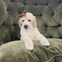 Cara - Cream female Poodle puppy in Leonard, Texas from Laird Farms