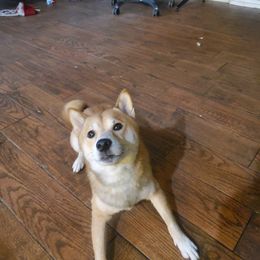 Shiba Inu All Grown Up from Robert Shaw