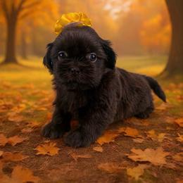 Patsy - Liver female Shih Tzu puppy in Beatrice, Nebraska from I Shih Tzu Not Puppies