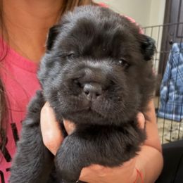 Girl 1 - Black female Chinese Shar-Pei puppy in Chipley, Florida from HapPei House of Wrinkles