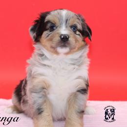 Kanga - Blue merle female Miniature Australian Shepherd puppy in Weeki Wachee, Florida from Arlington's Mini Aussies
