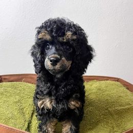Girl 2 - Phantom Poodle puppy in Deltona, Florida from Bindi's Pups