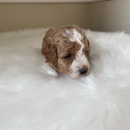 Pekingese and Poodle Puppies from Dogs lovers