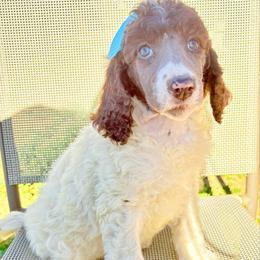 Cranberry (Megan) - Parti female Poodle puppy in Meadowbrook, California from Standard Poodle Pups