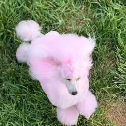 Poodle All Grown Up from Winsome Toy Poodles