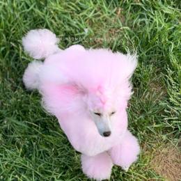 Poodle All Grown Up from Winsome Toy Poodles