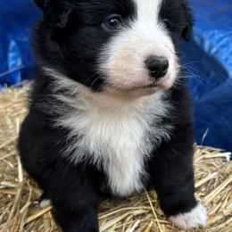 Miniature Australian Shepherd Puppies from Two Pines Mini Aussies