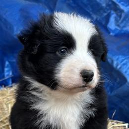 Miniature Australian Shepherd Puppies from Two Pines Mini Aussies