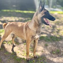 Sequel  - Belgian Malinois